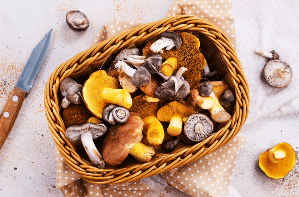key ingredients in mushroom supplements, real mushrooms