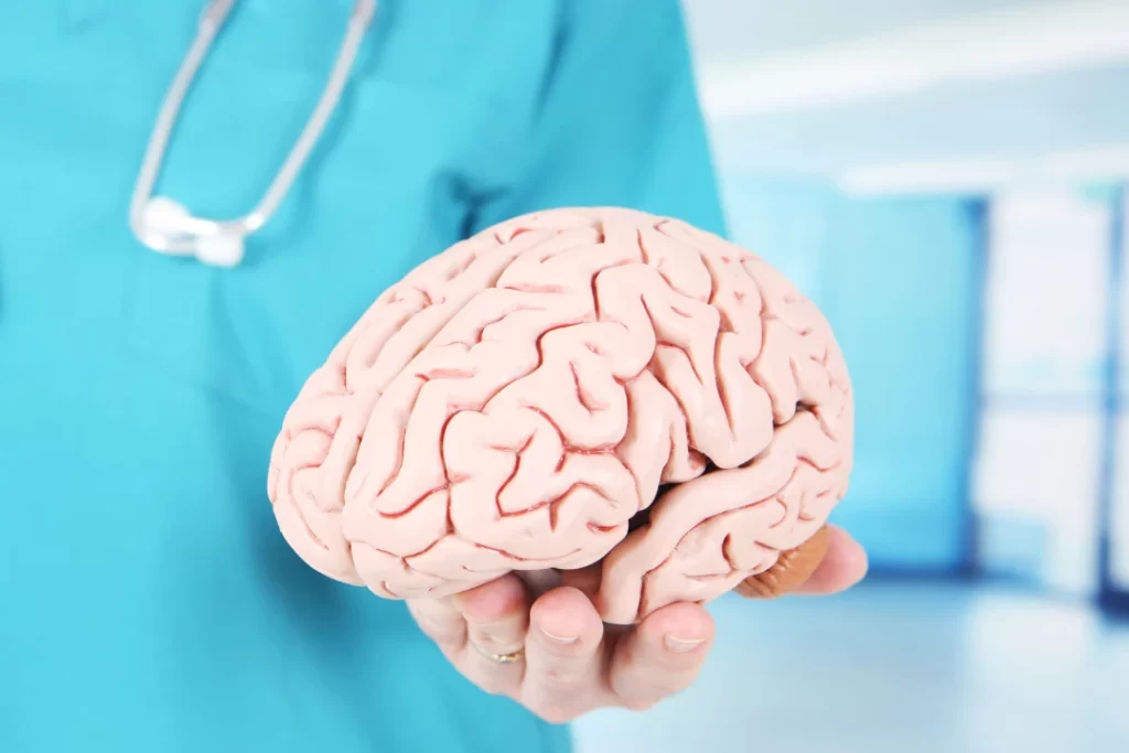 human brain model in doctors hand. 