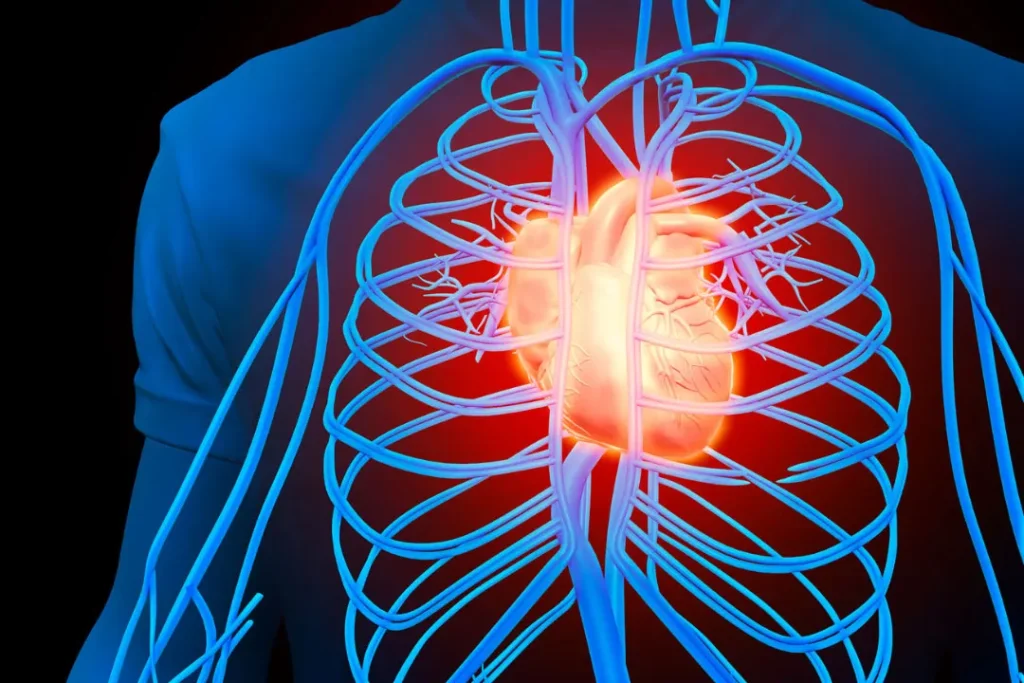heart and circulatory system digital work