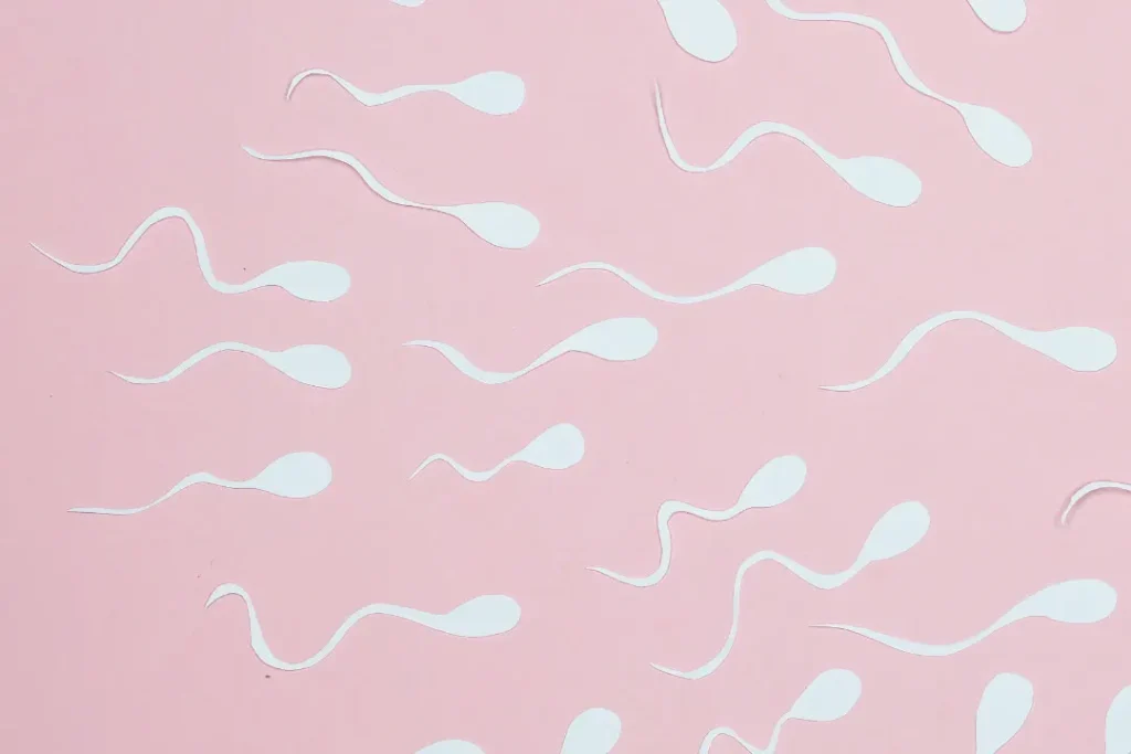 Sperm cells. 