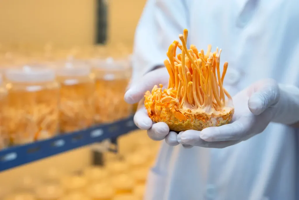 Fresh and organic Cordyceps mushrooms in scientist's hand ready to make Cordyceps Powder