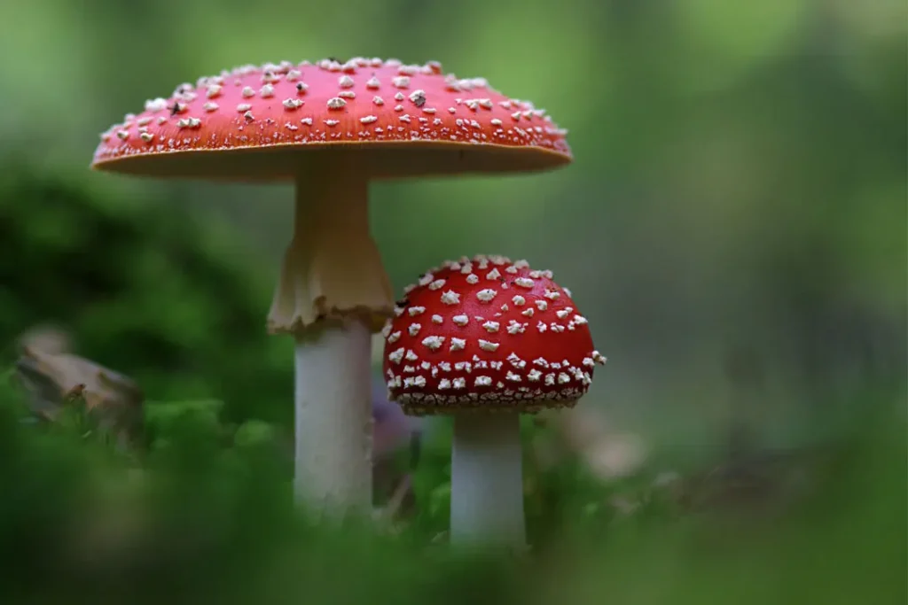 two red mushrooms
