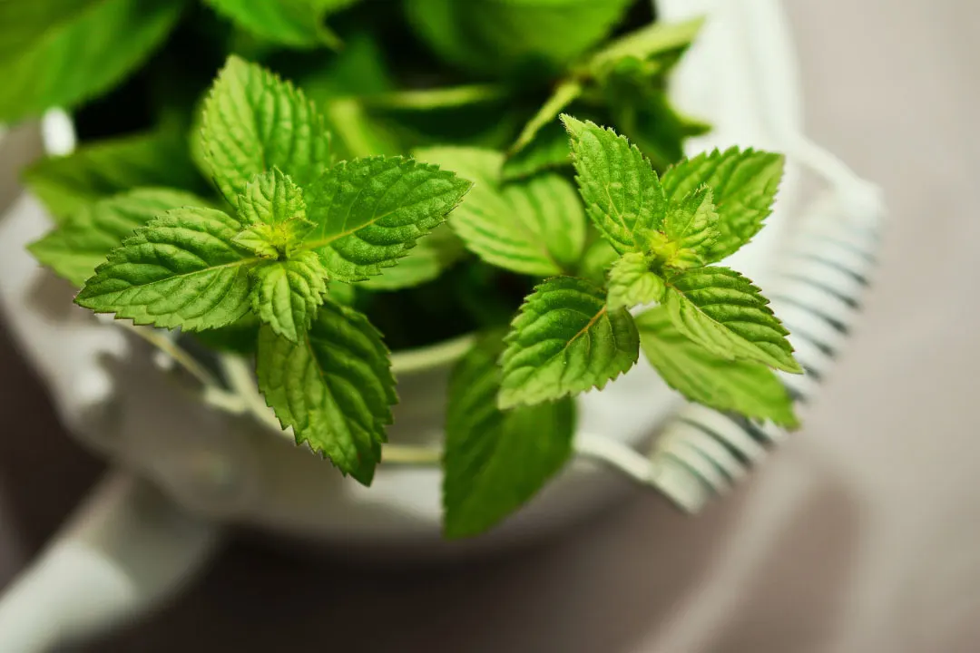 peppermint for digestion