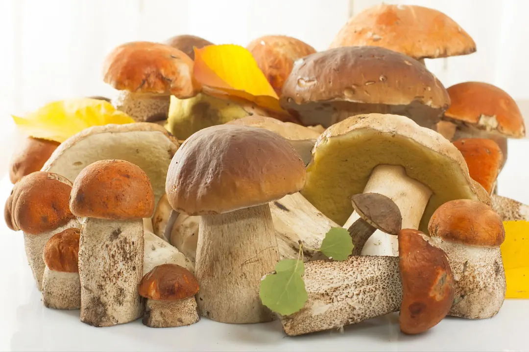 best mushrooms for immune system